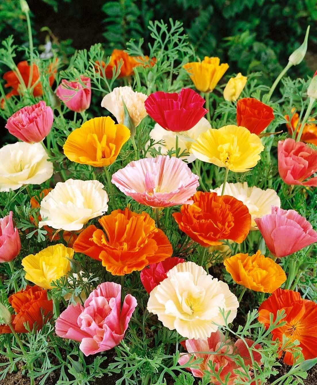 KIRA SEEDS Seeds MMF7 California Poppy Mix Eschscholzia californica
