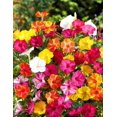 KIRA SEEDS Seeds MMF7 Four O'clock Mix Mirabilis Annual Flowers for