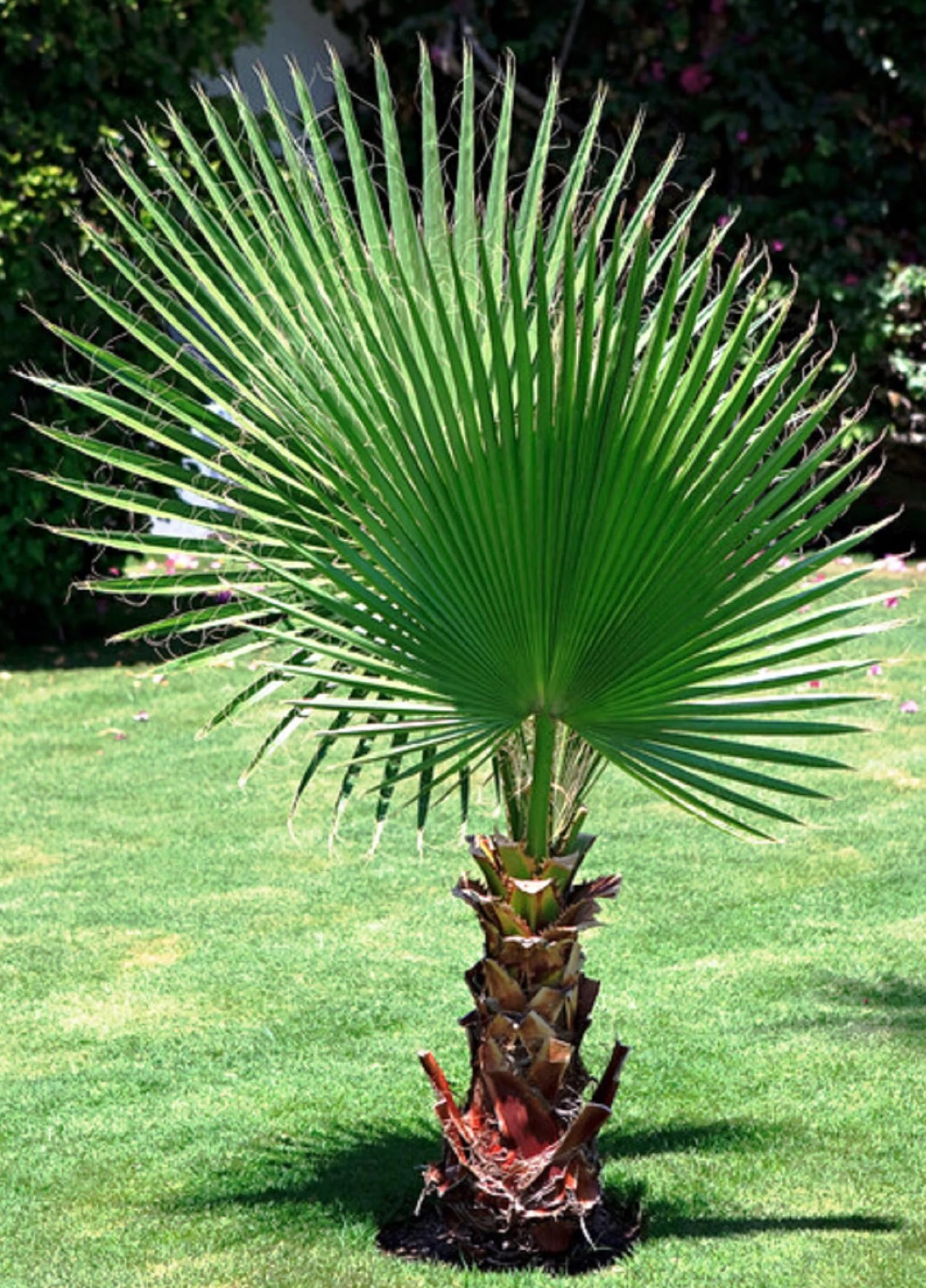KIRA SEEDS Seeds OIF8 Washingtonia Nicanora Palm California Fan Palm