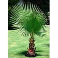 KIRA SEEDS Seeds OIF8 Washingtonia Nicanora Palm California Fan Palm