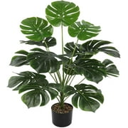 sensitive plant mimosa pudica Sensitive Plant Mimosa – 50 Seeds – Responds When Touched