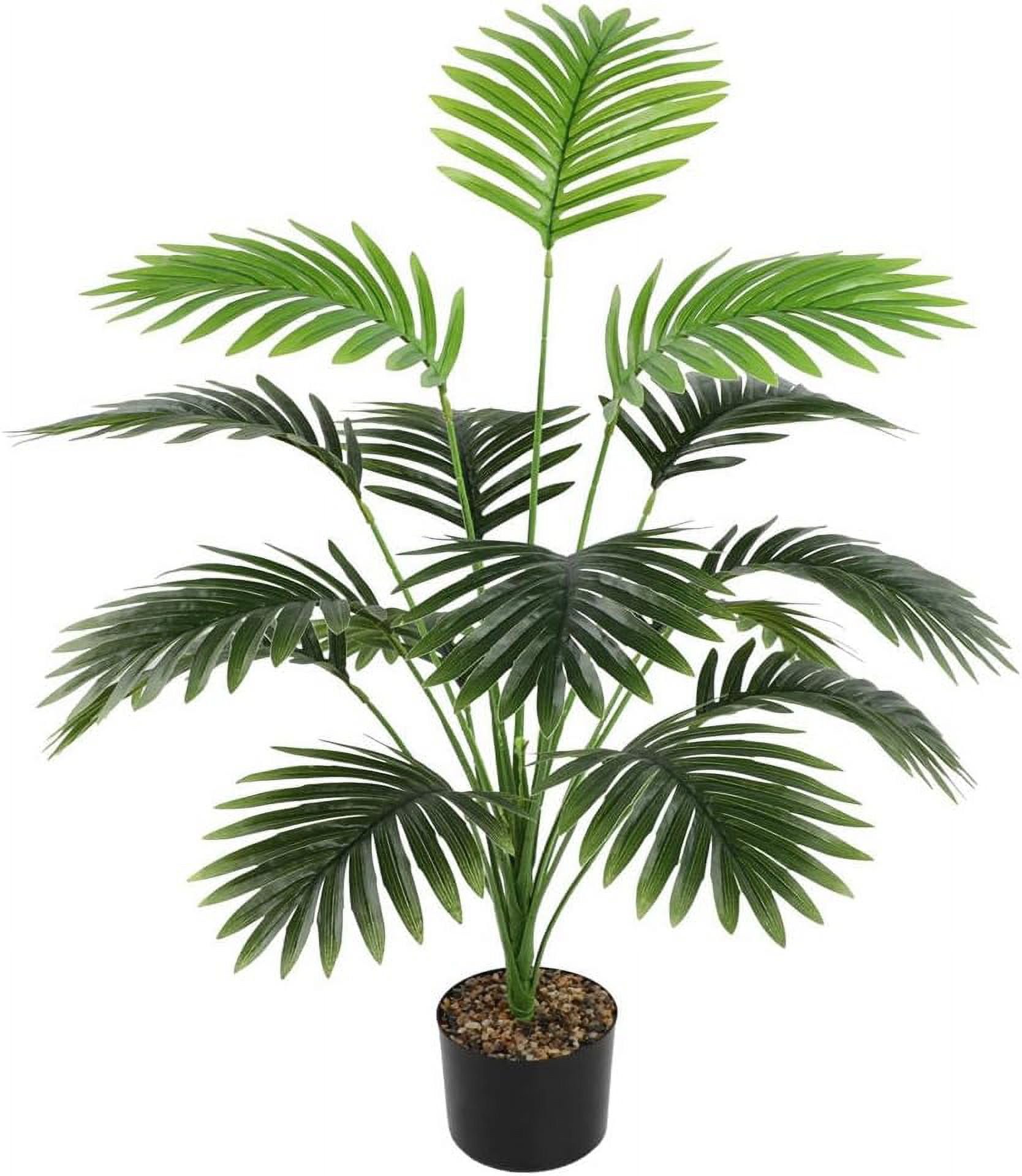 white wizard philodendron for sale 4