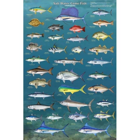 KLYNE - Salt Water Game Fish Educational Decorative Chart Poster 24 X 36 Free Shipping