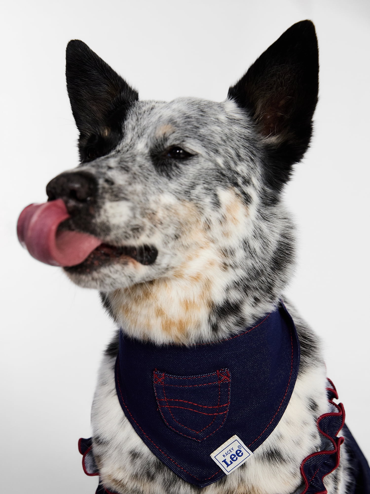 Kacey Lee Denim Pocket Pet Bandana for Cats and Dogs, Blue, Medium/Large