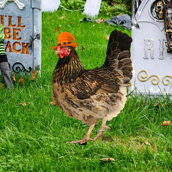 KMMYS Acrylic Outdoor Scene Yard Art Simulated Chicken Decoration, Double Sided Ground Insert Board, Courtyard and Garden Decor, Unique Home Decoration, Lifelike Animal Design