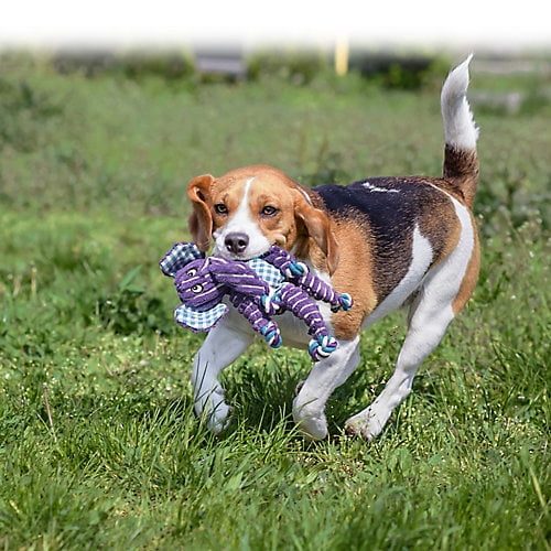KONG Floppy Knots Fox Dog Toy Multi Color for Medium and Large Dogs Durable Entertains and Satisfies Instincts Walmart