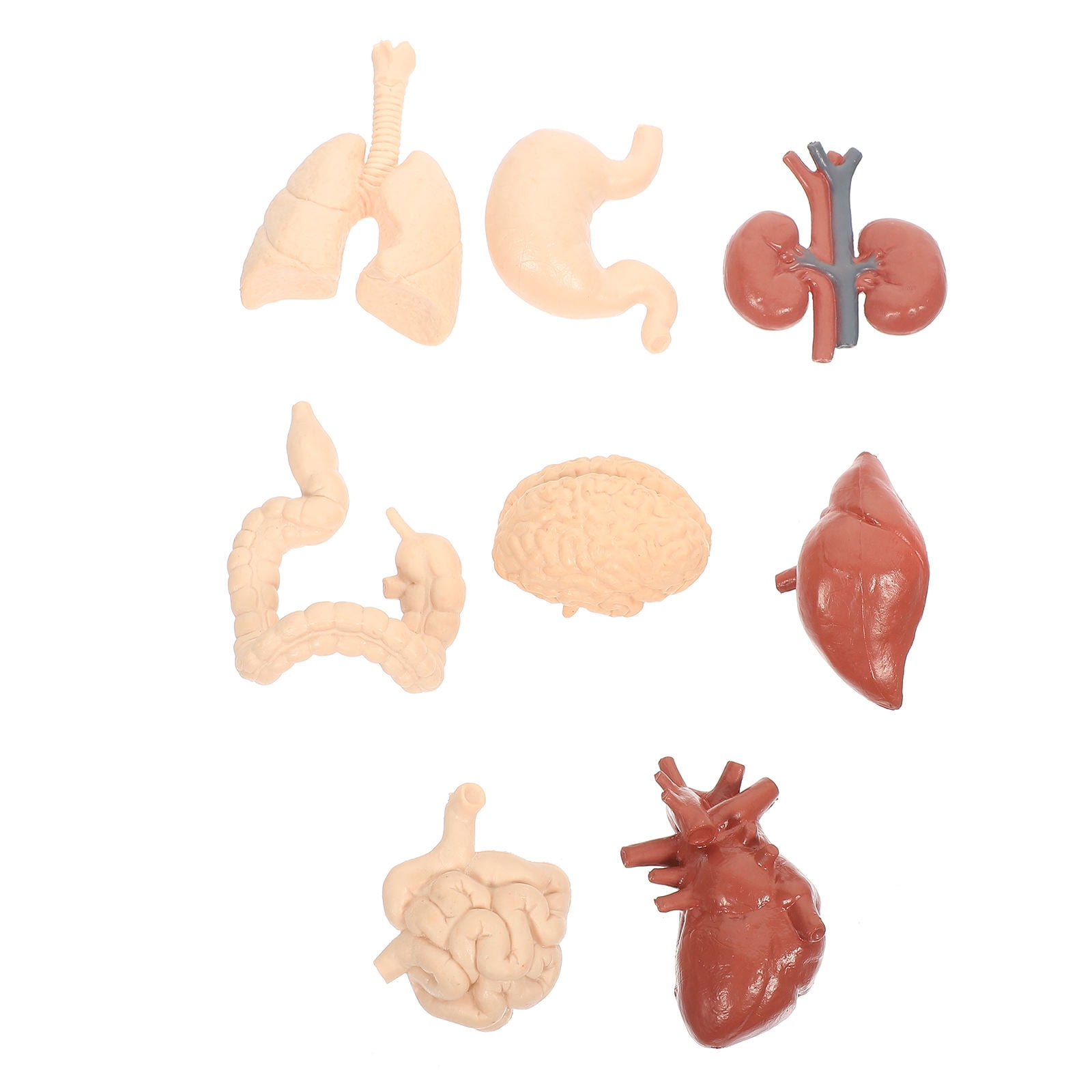 Safari Ltd. Human Organs TOOB - 12 Detailed Mini Organ Figures, BPA-Free & Safe For Educational Play - View #8
