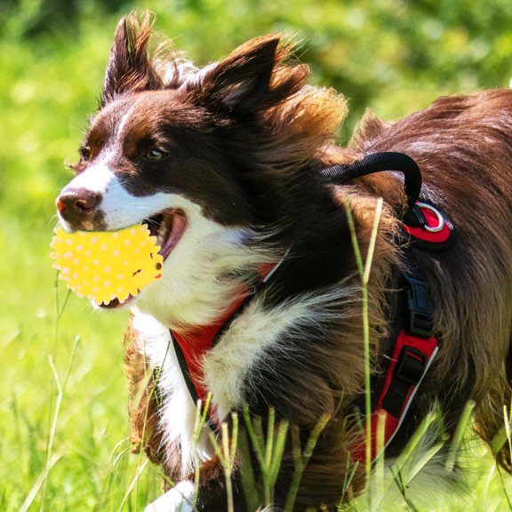 KONTONTY 2-Pack Small Dog Squeaky Toys Latex Chew for Pet Health and Oral Care