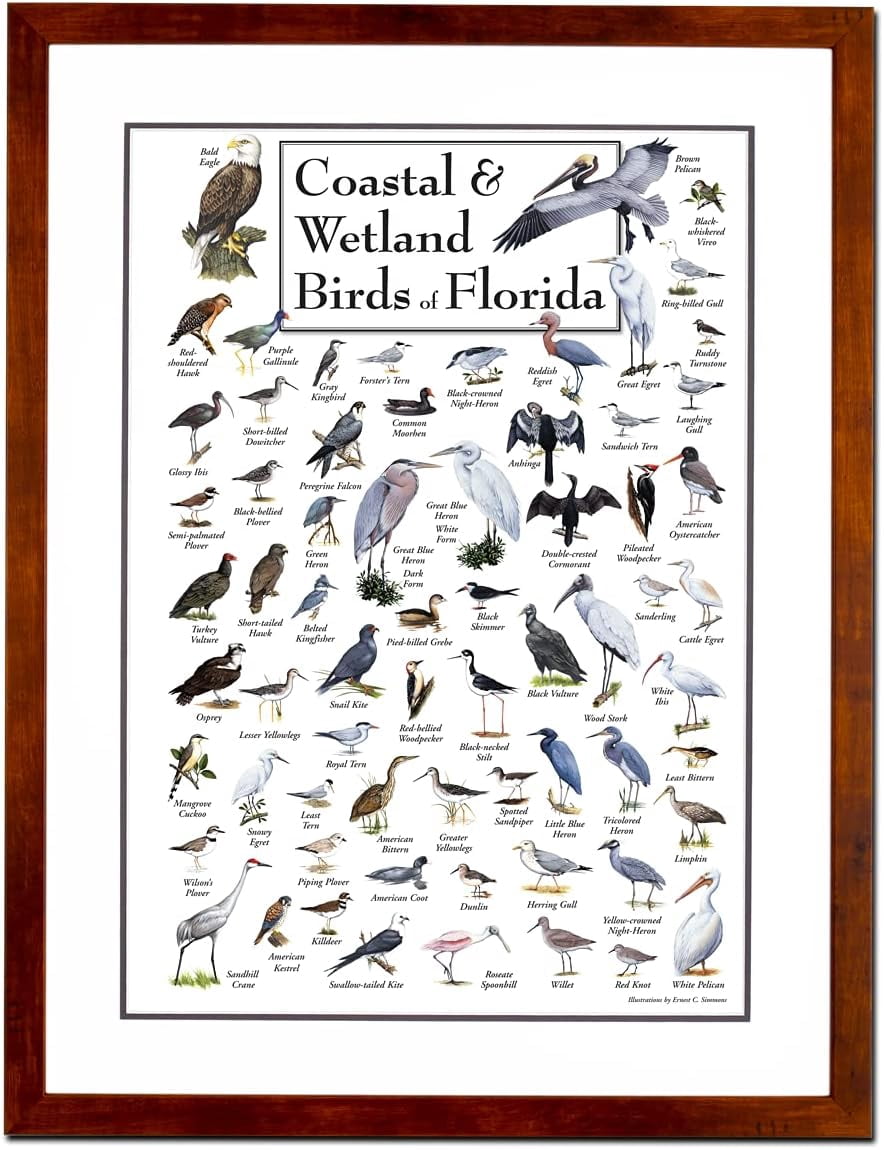 KSIW-Coastal & Wetland Birds of FloridaDouble-matted Posters with Honey ...