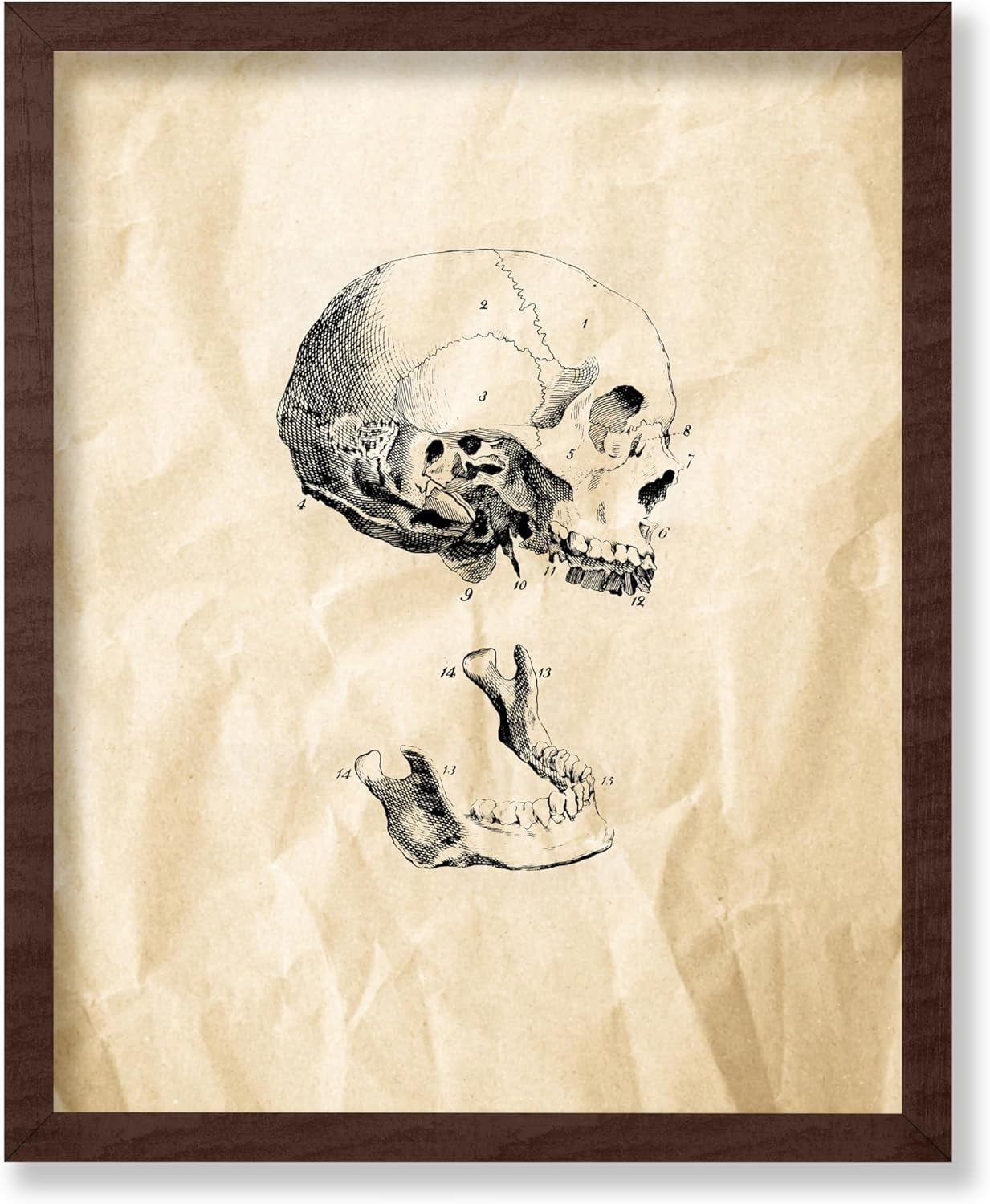 Ksiw Human Skull Poster Skeleton Print Anatomy Art Medical Art