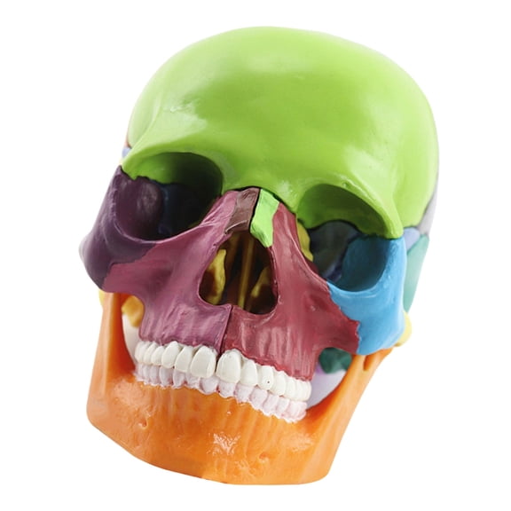 KUFptva Anatomy Model Human Anatomical Human Model For Demonstrating Medicals Model Exploded Model