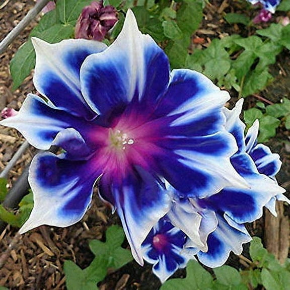 KVITER 100 Morning Glory Perennial Flower Seeds, Beautiful Blue