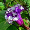 KVITER 15 PurpleITSC Trumpet Seeds Heirloom Seed, Small Flowering