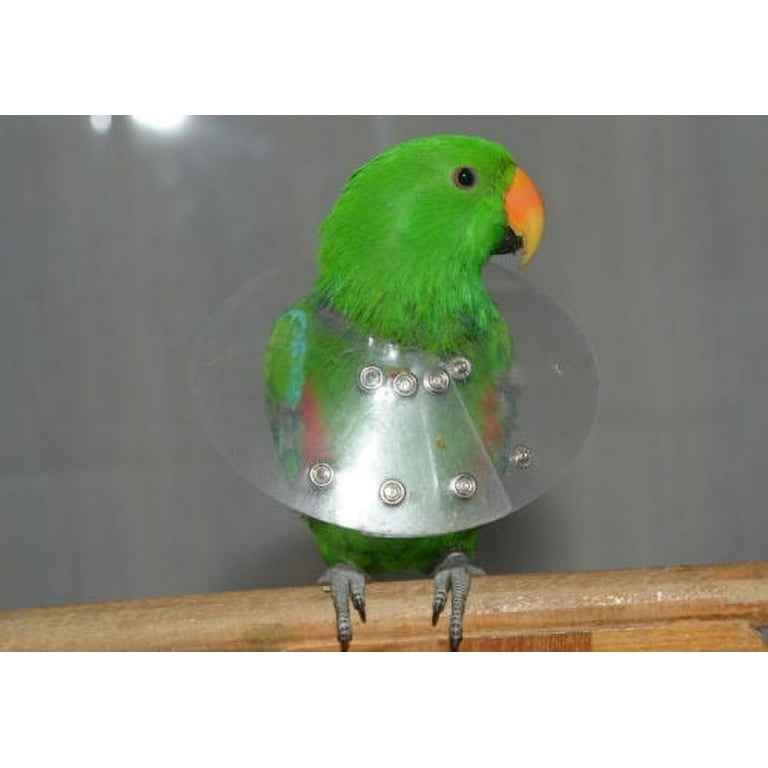 Bird elizabethan collar top