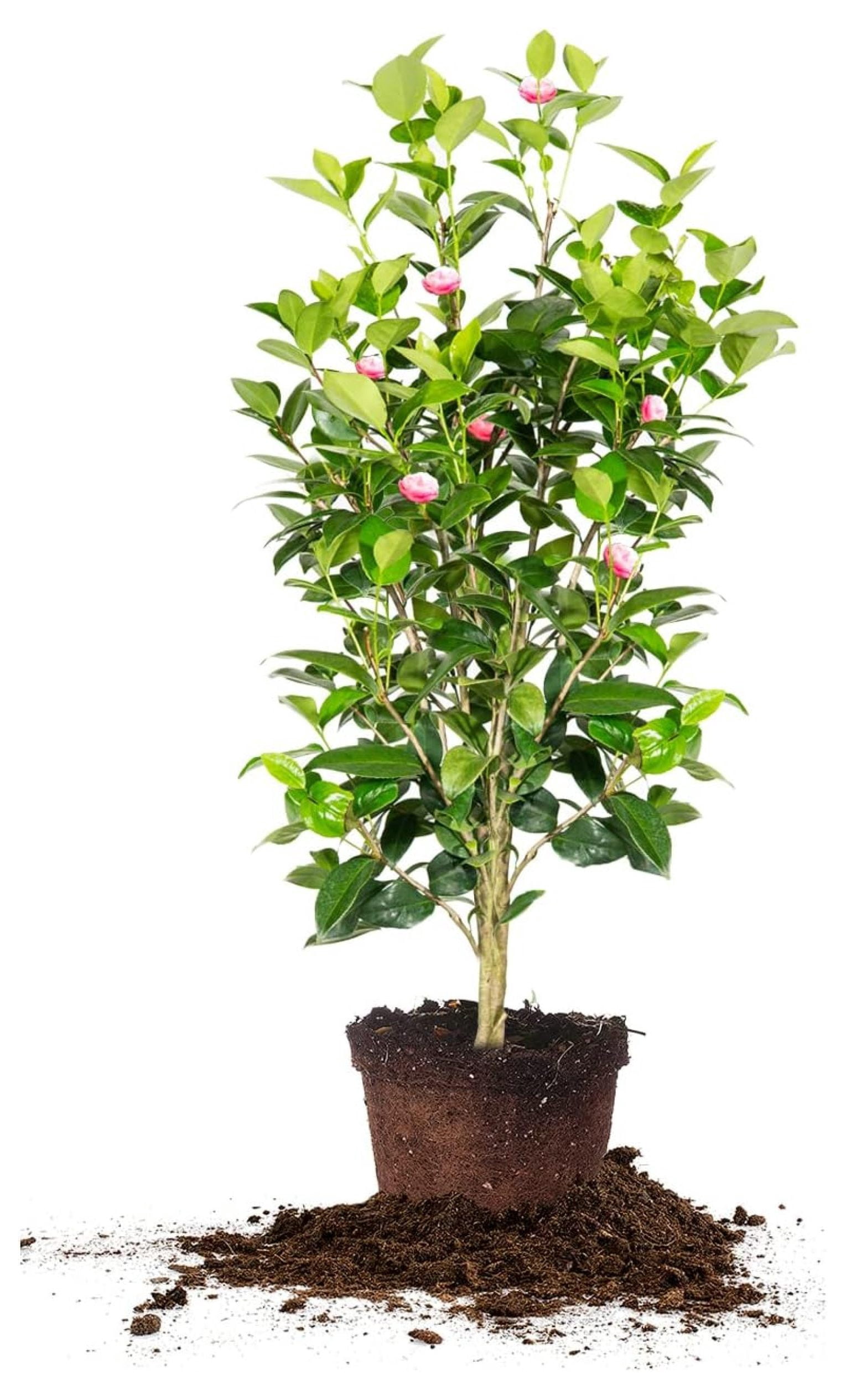 KYTVOLON Perfection Camellia Bush 3 Gallon Live Shrub for Outdoor