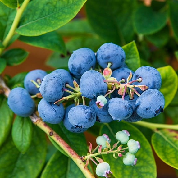 Ka-Bluey Blueberry Dormant Jumbo Bare Root Starter Fruit Bearing Plant, 1-Pack