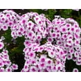 thumbnail image 1 of Ka-Pow® White Bicolor Phlox Perennial - Phlox paniculata - Quart Pot, 1 of 1