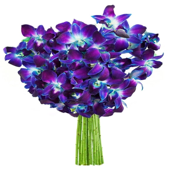KaBloom : 10 Blue Orchid Without Vase, Next-Day Delivery, Gift for Every Occasion.