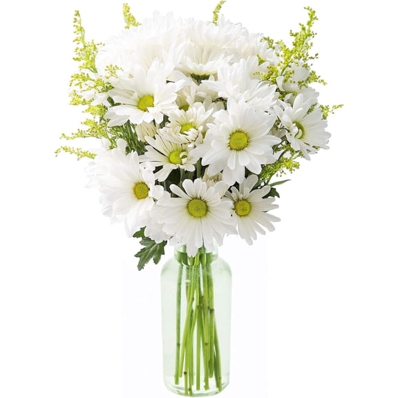 KaBloom 10 White Daisy Poms and 5 Yellow Solidago Asters with Vase
