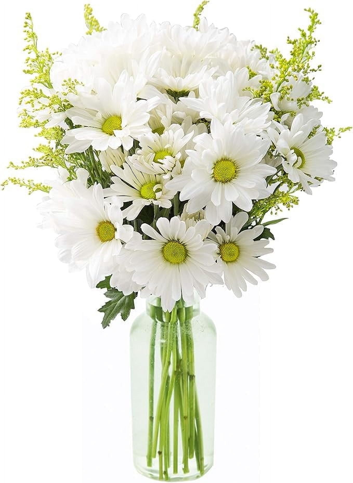 KaBloom 10 White Daisy Poms and 5 Yellow Solidago Asters with Vase