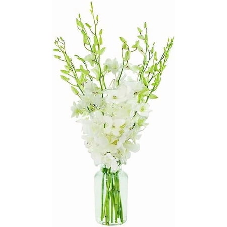 KaBloom 10 White Dendrobium Orchids, Next-Day Delivery