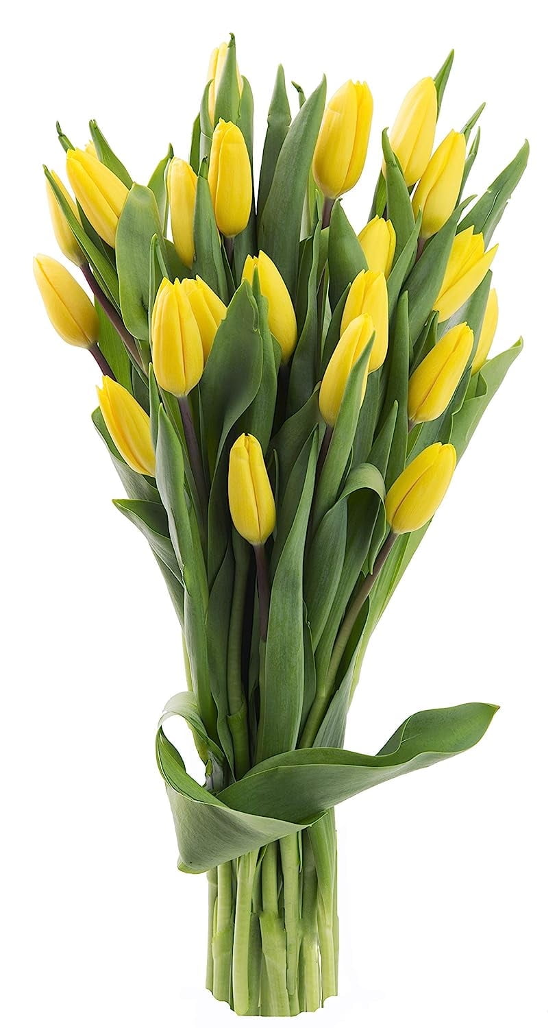 KaBloom: 10 Yellow Tulips, Next-Day Delivery, Gift for Every Occasion.