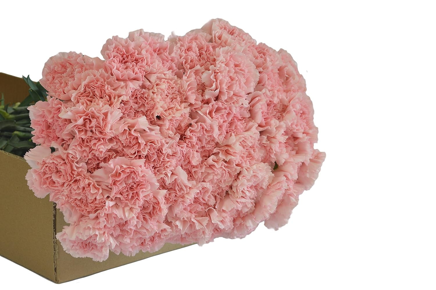 KaBloom :100 Pink Carnation, Next-Day Delivery, Gift for Every Occasion.