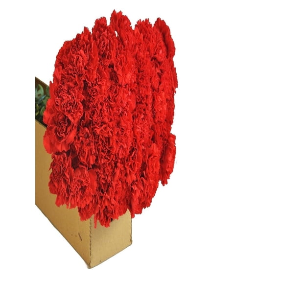 KaBloom :100 Red Carnation, Next-Day Delivery, Gift for Every Occasion.