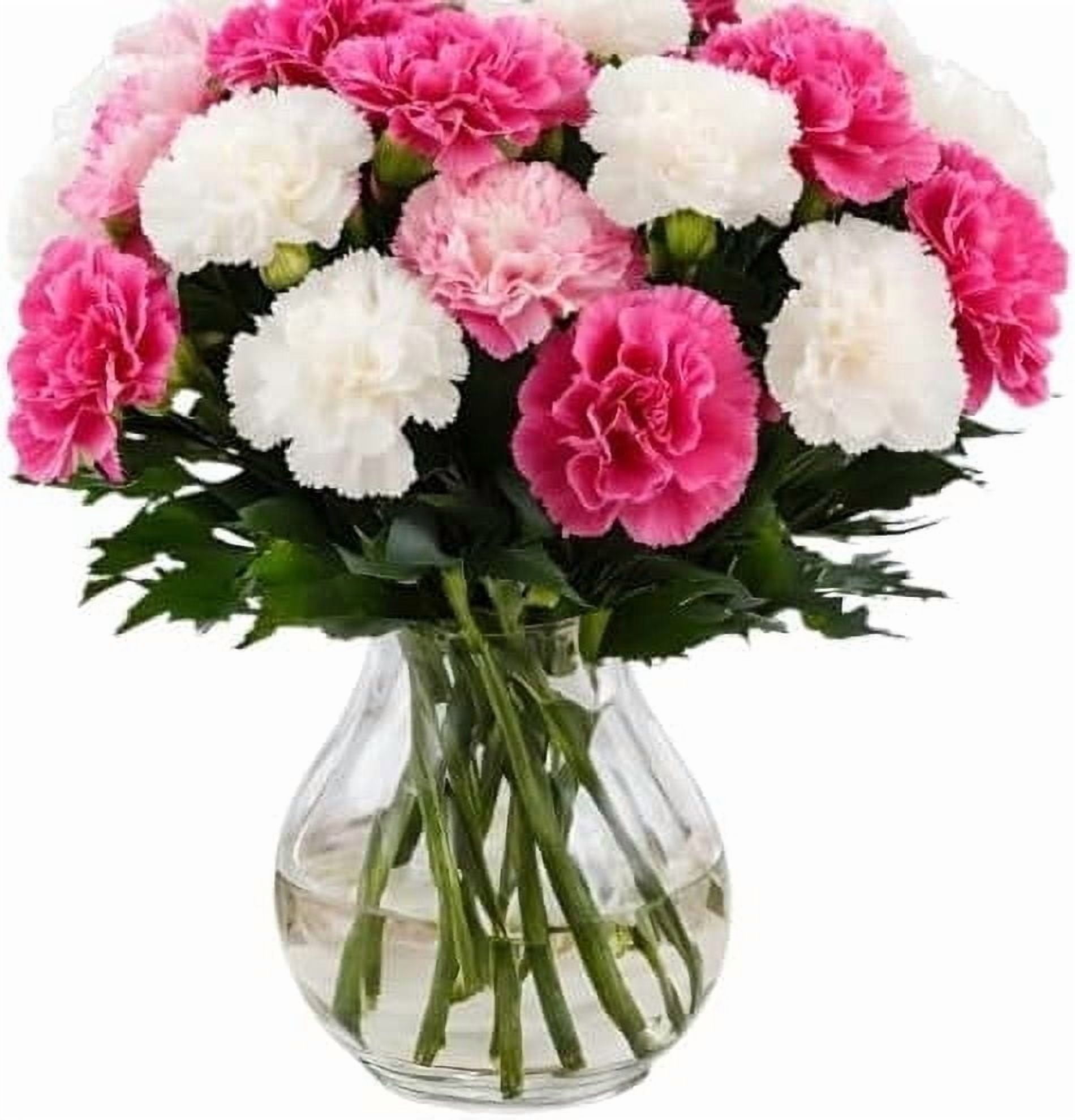 KaBloom: 12 Pink and White Carnation without vase, Next-Day Delivery, Gift for Every Occasion.