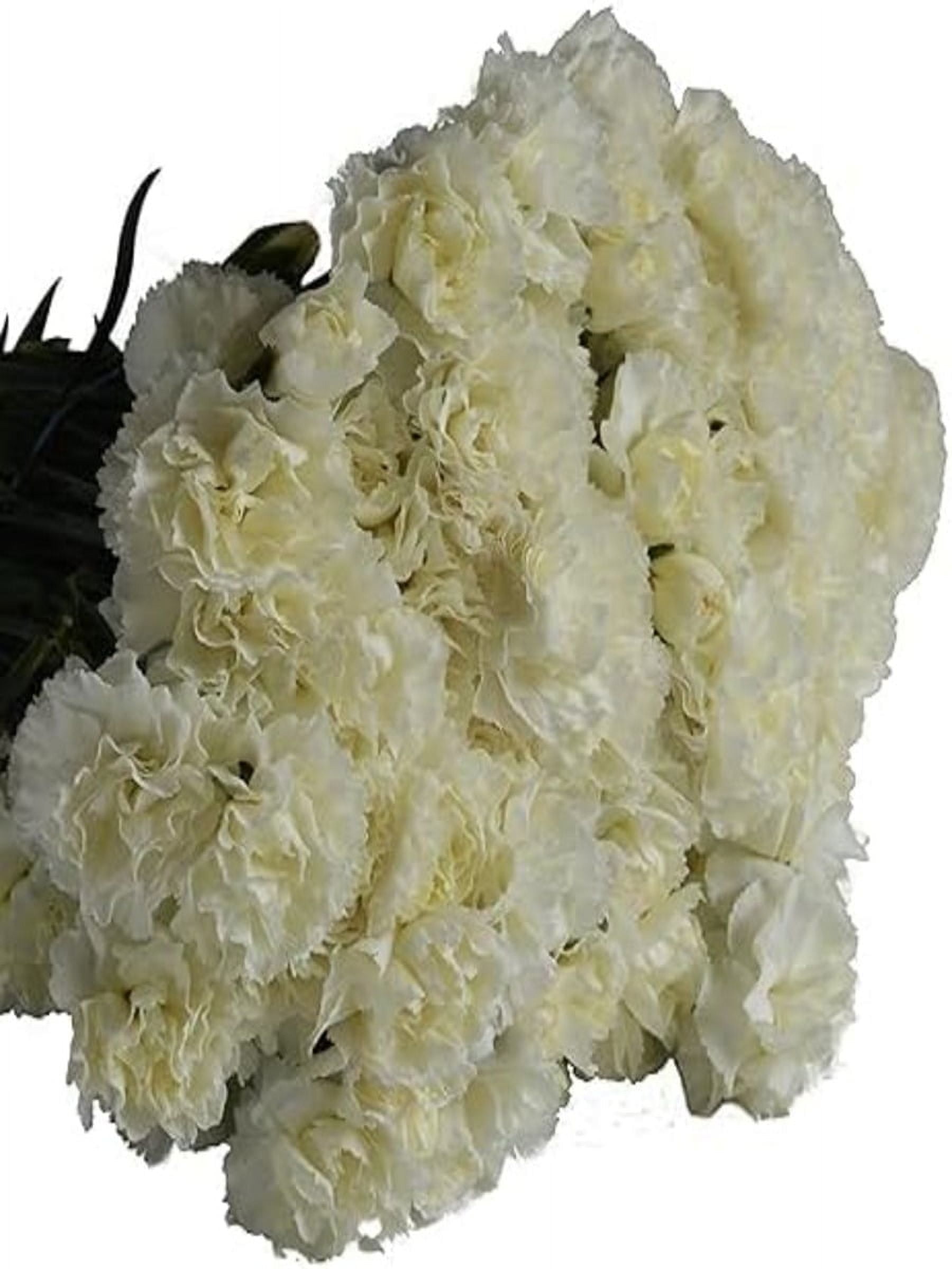 KaBloom : 12 White Carnation Next-Day Delivery, Gift for Every Occasion.