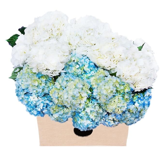 KaBloom Fall CollectionsBulk 15 Blue and White Hydrangeas