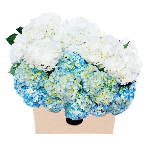 KaBloom : 15 White and 15 Blue Hydrangeas, Next-Day Delivery, Gift for Every Occasion.