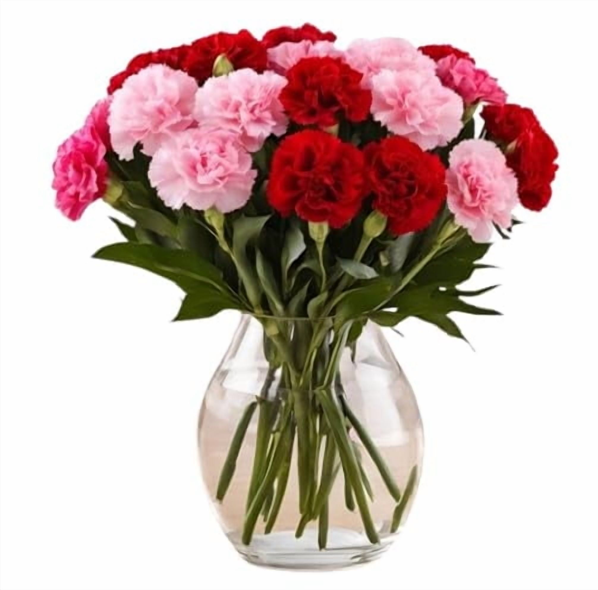 KaBloom: 18 Red and Pink Carnation vase, Next-Day Delivery, Gift for Every Occasion.
