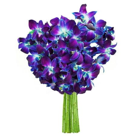 KaBloom : 20 Blue Dendrobium Orchids, Next-Day Delivery, Gift for Every Occasion.