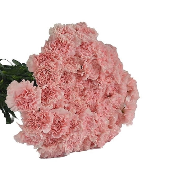 KaBloom: 24 Pink Carnation without vase, Next-Day Delivery, Gift for Every Occasion.