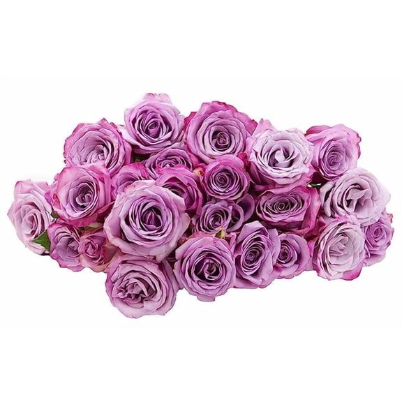 KaBloom: 25 Purple Roses, Next-Day Delivery, Gift for Every Occasion.