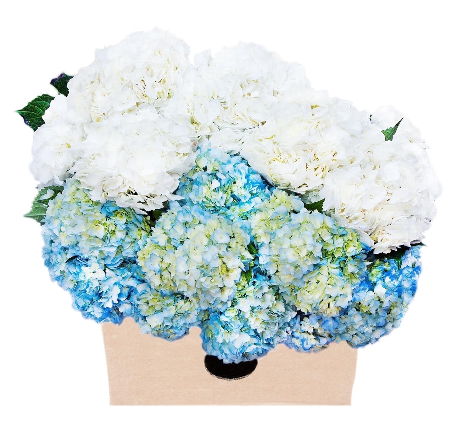 KaBloom : 30 Blue and White Assorted Hydrangeas Next-Day Delivery, Gift ...