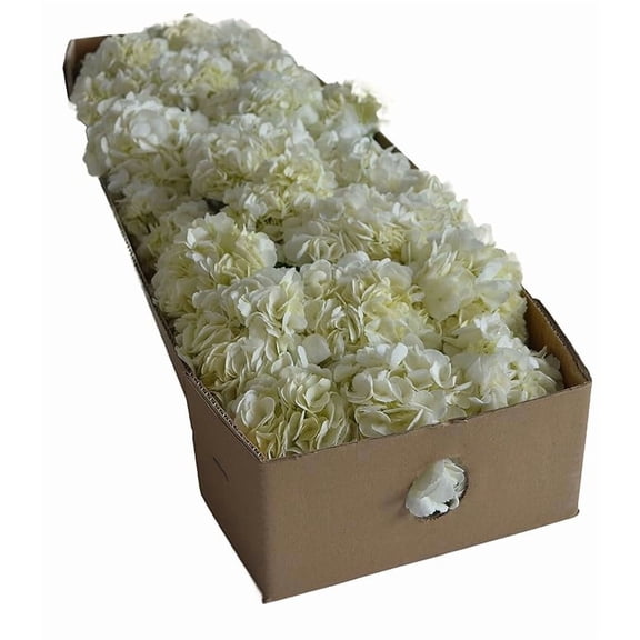 KaBloom : 30 White Hydrangeas Without Vase, Next-Day Delivery, Gift for Every Occasion.
