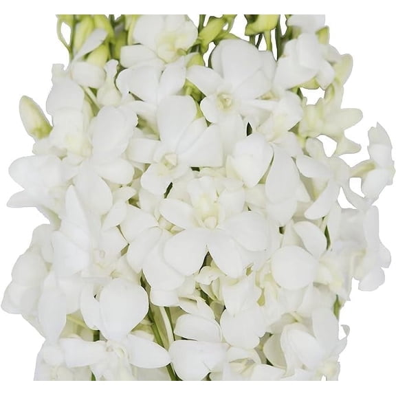 KaBloom : 30 White Orchids, Next-Day Delivery, Gift for Every Occasion.