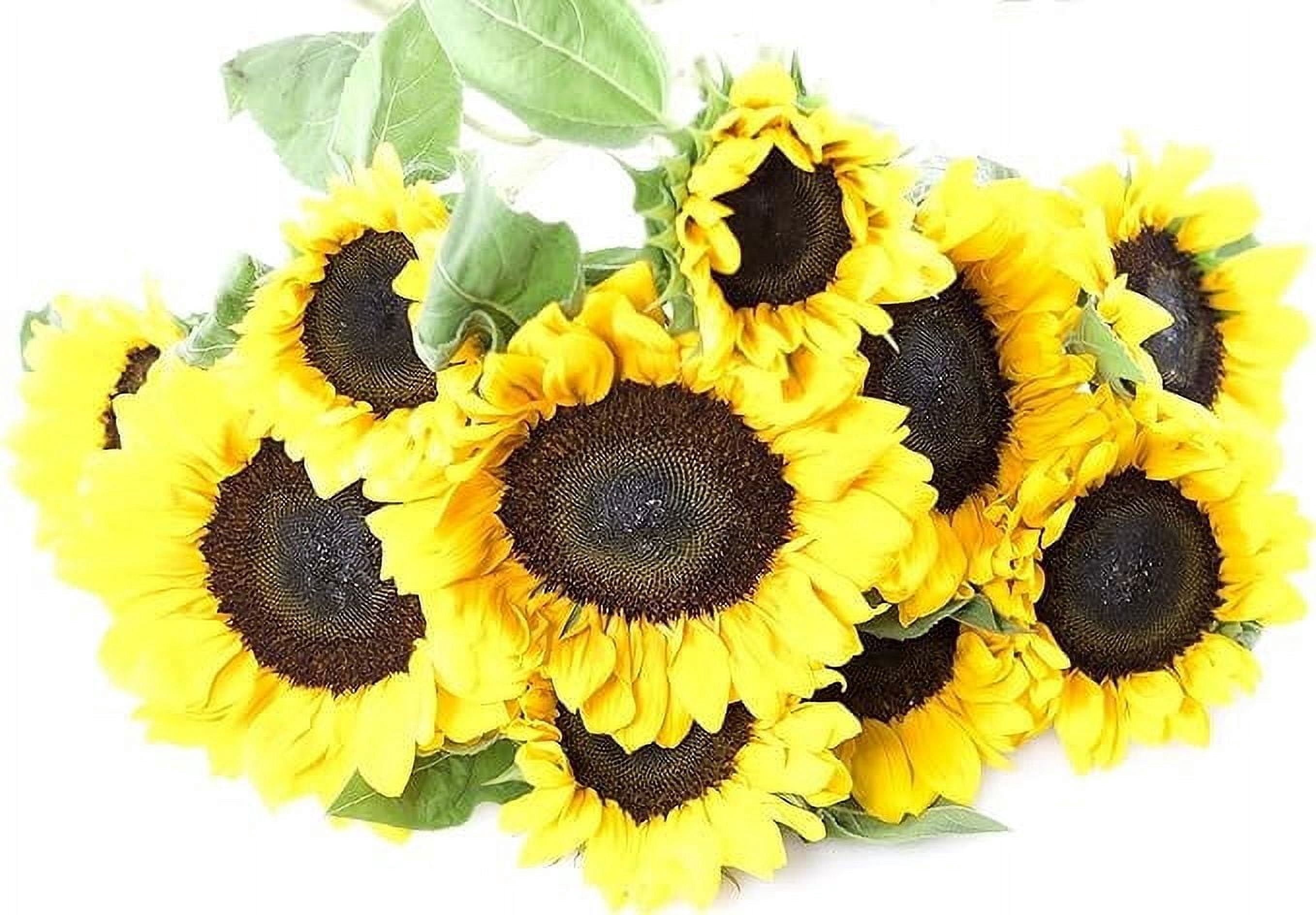KaBloom 30 Yellow Sunflowers Next Day Delivery Gift For Every kabloom-30-yellow-sunflowers-next-day-delivery-gift-for-every