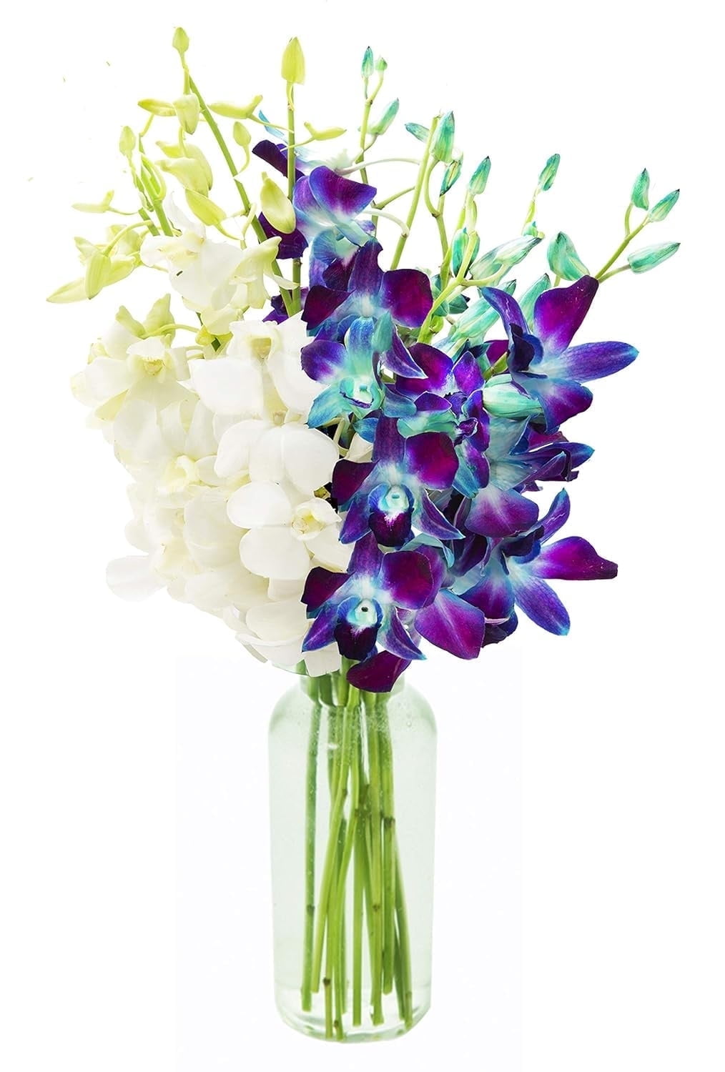 KaBloom : 5 Blue Dendrobium Orchids, 5 White Dendrobium Orchids with Vase, Next-Day Delivery.