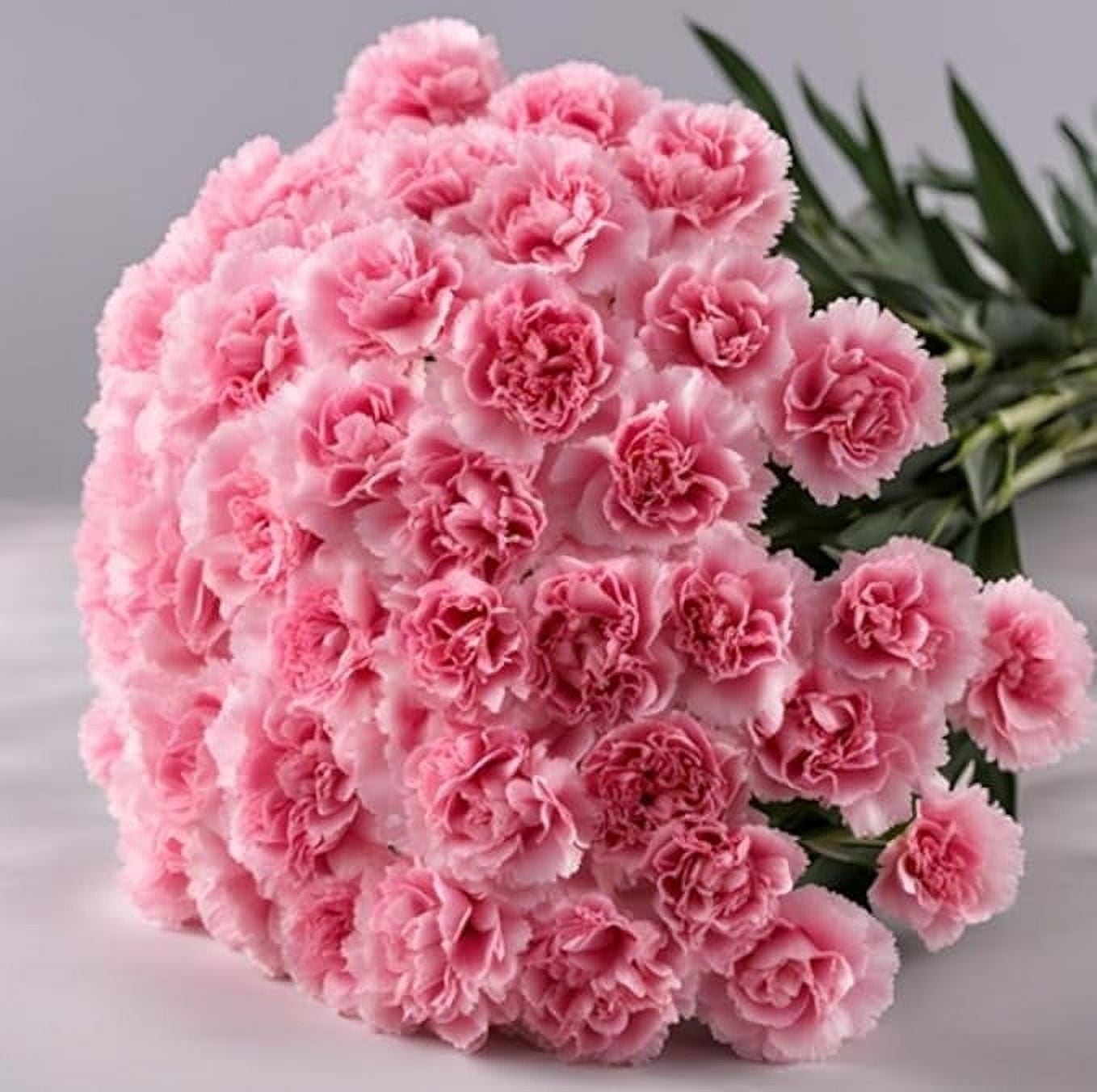 KaBloom :50 Pink Carnation Next-Day Delivery, Gift for Every Occasion.