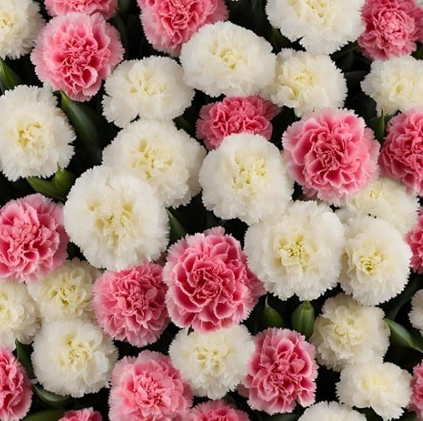 KaBloom :50 Pink and White Carnation, Next-Day Delivery, Gift for Every Occasion.