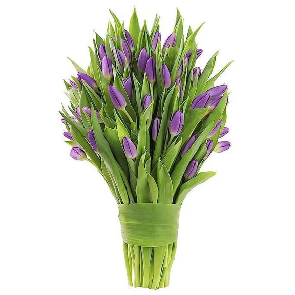 KaBloom :50 Purple Tulips, Next-Day Delivery, Gift for Every Occasion.