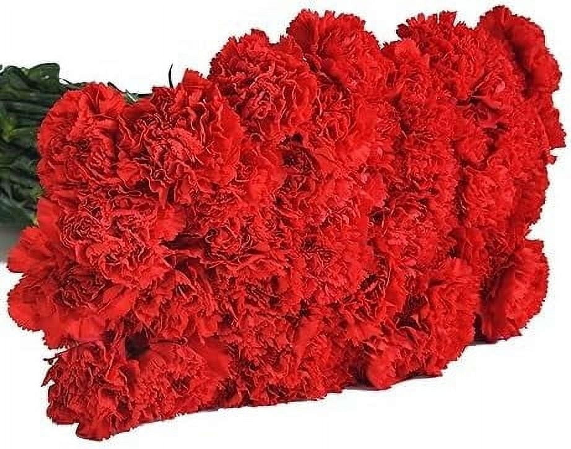 KaBloom :50 Red Carnation, Next-Day Delivery, Gift for Every Occasion.