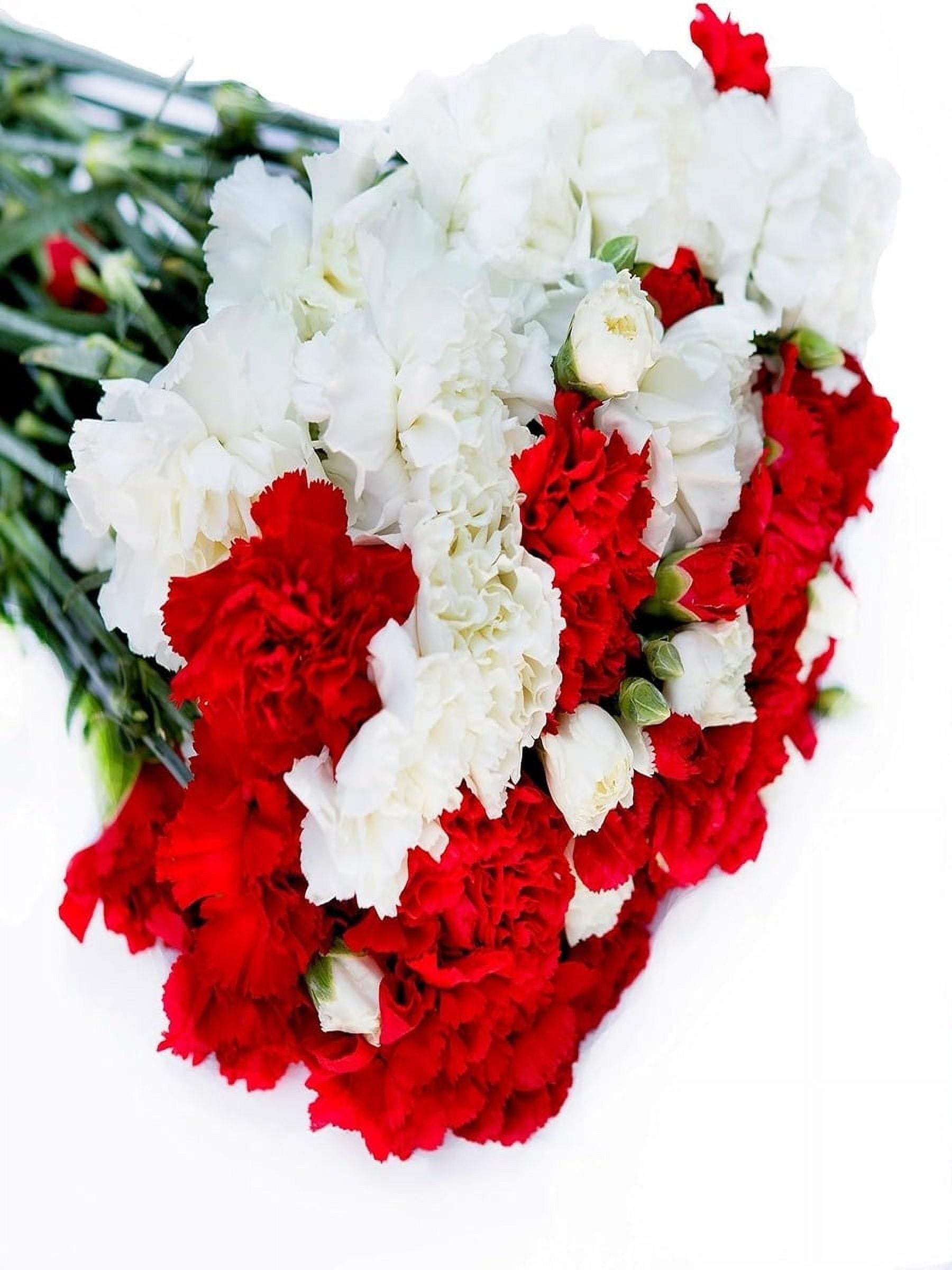 KaBloom :50 Red and White Carnation Next-Day Delivery, Gift for Every Occasion.