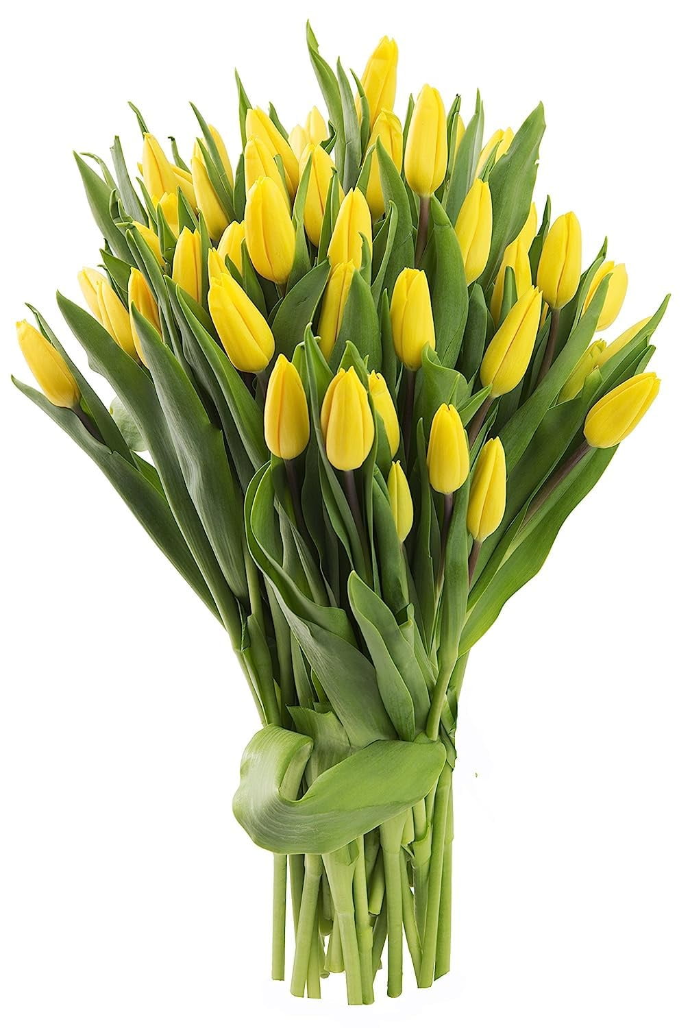 KaBloom 50 Yellow Roses Farm Direct Wholesale Fresh Flowers