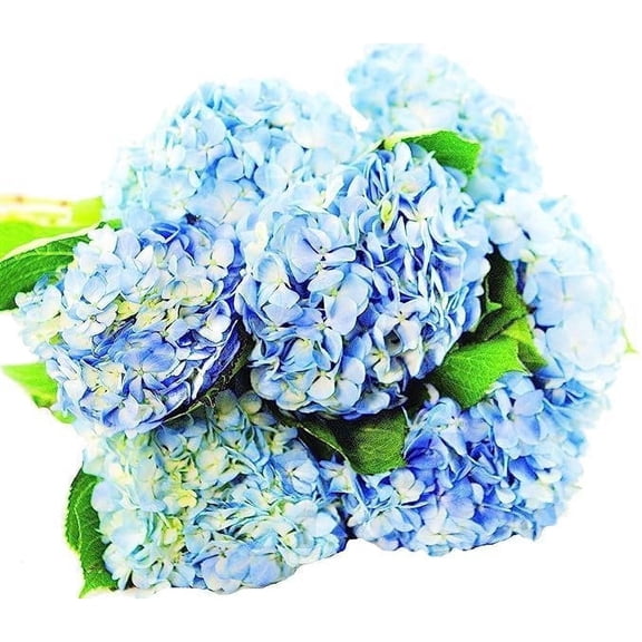 KaBloom : 6 Blue Hydrangeas without vase, Next-Day Delivery, Gift for Every Occasion.