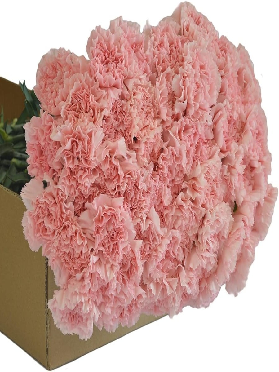 KaBloom :75 Pink Carnation, Next-Day Delivery, Gift for Every Occasion.