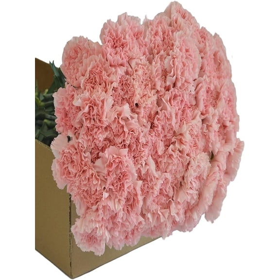 KaBloom :75 Pink Carnation, Next-Day Delivery, Gift for Every Occasion.